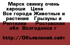 Марск свинку очень хароши › Цена ­ 2 000 - Все города Животные и растения » Грызуны и Рептилии   . Ростовская обл.,Волгодонск г.
